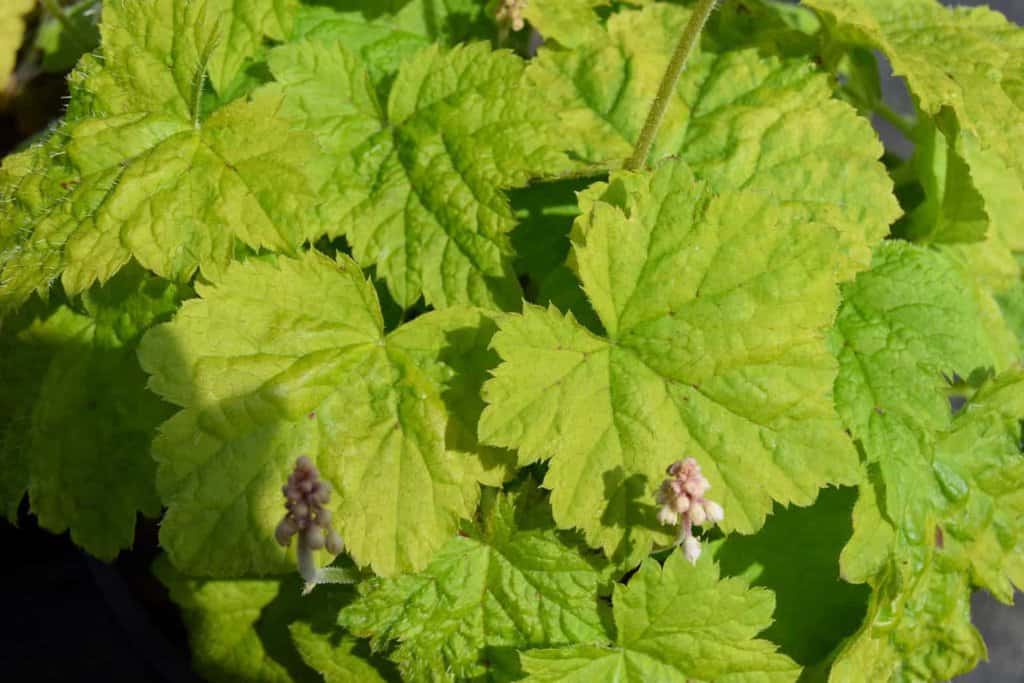 Tiarella cordifolia ---